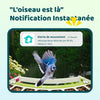 Mangeoire Oiseaux Camera pour L’Observation direct, 1080P Solaire Mangeoire Oiseaux Exterieur sans Fil, Vision Nocturne en Couleur, Notification Instantanée, Enregistrement