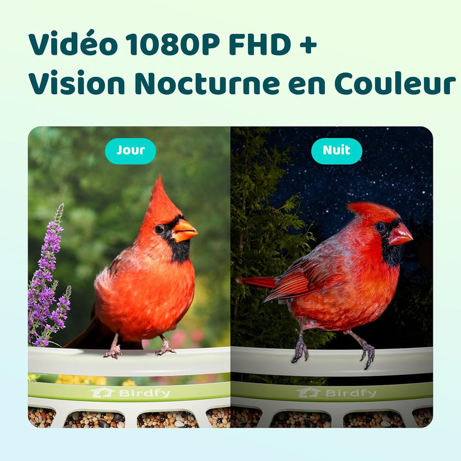Mangeoire Oiseaux Camera pour L’Observation direct, 1080P Solaire Mangeoire Oiseaux Exterieur sans Fil, Vision Nocturne en Couleur, Notification Instantanée, Enregistrement