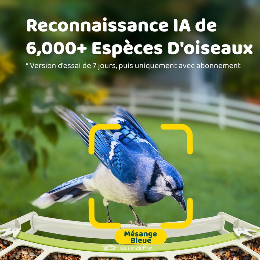 Mangeoire Oiseaux Camera pour L’Observation direct, 1080P Solaire Mangeoire Oiseaux Exterieur sans Fil, Vision Nocturne en Couleur, Notification Instantanée, Enregistrement