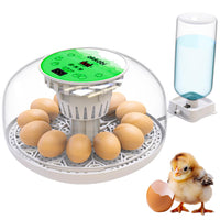 M12 Couveuse Oeuf Automatique - Contrôle Humidité, Réglage Température, Couveuse Automatique 12/24 œufs - Incubateur Auto - Vue 360°, facile à utiliser et nettoyer - Blanc et vert