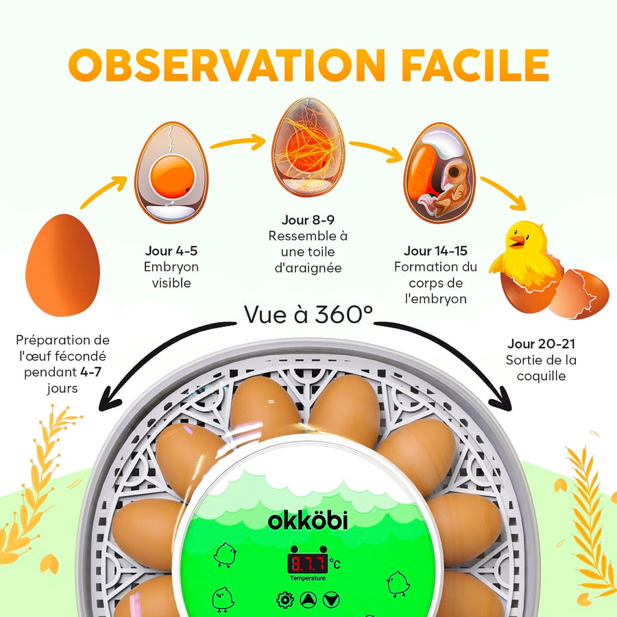 M12 Couveuse Oeuf Automatique - Contrôle Humidité, Réglage Température, Couveuse Automatique 12/24 œufs - Incubateur Auto - Vue 360°, facile à utiliser et nettoyer - Blanc et vert
